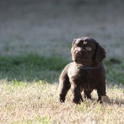 Boykin Spaniel Puppies from Palmetto Boykin Spaniels