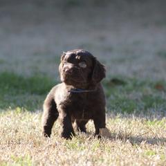 Boykin Spaniel Puppies from Palmetto Boykin Spaniels