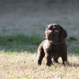 Boykin Spaniel Puppies from Palmetto Boykin Spaniels