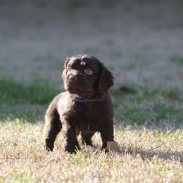 Boykin Spaniel Puppies from Palmetto Boykin Spaniels