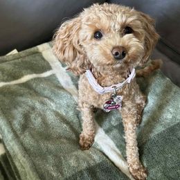 Goldendoodle and Poodle Puppies from French Creek Doodles