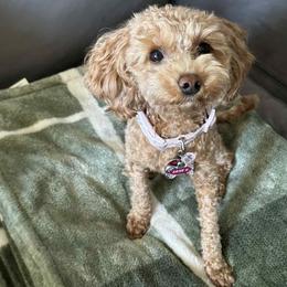 Goldendoodle and Poodle Puppies from French Creek Doodles