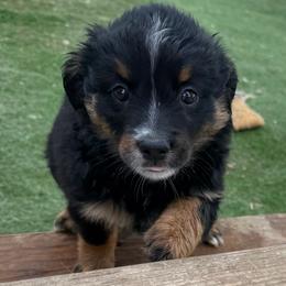 BTG - Black tri female Miniature Australian Shepherd puppy in Bethany, Illinois from Rachel at Marrowbone Creek Aussies