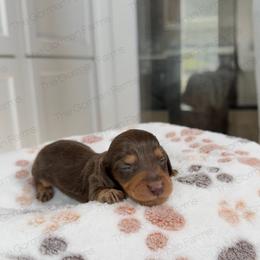 Rocky Road - Chocolate and tan female Dachshund puppy in Greenville, North Carolina from The Gorman Farms