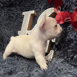 French Bulldog Puppies from The Frenchie Lady Co.