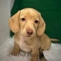 Birdie - Cream female Dachshund puppy in Havana, Florida from Dotted Doxies
