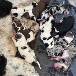 Australian Labradoodle and Bernedoodle Puppies from The Poodle Co. Raising Doodles & Poodles
