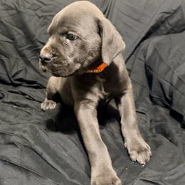 Orange Collar Male - Gray male Cane Corso puppy in Atlanta, Georgia from Cane Corso’s of Atlanta
