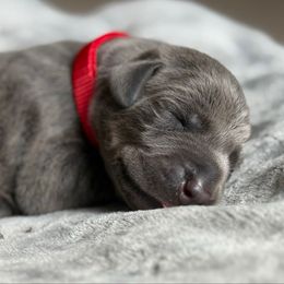 Patriot - Blue and rust male Doberman Pinscher puppy in Brookfield, Wisconsin from Haus of Hound