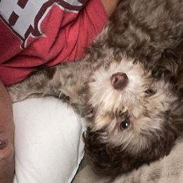 Bree - Poodle