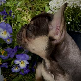 French Bulldog Puppies from Boise French Bulldogs