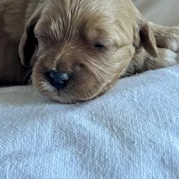 Ash- Female 2 - Buff female Cockapoo puppy in Mountain View, Missouri from Gastineau Doodles
