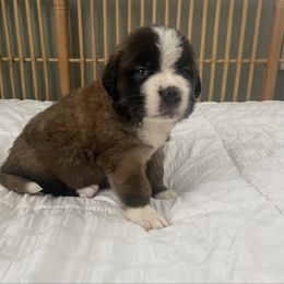 Boy 6 - Mahogany and white Saint Bernard puppy in Albany, Georgia from Magnolia Saint Bernards