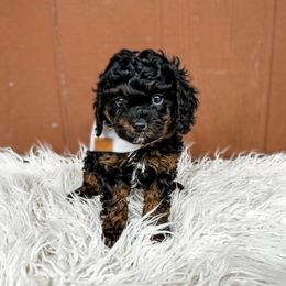 Australian Labradoodle, Bernedoodle, and Cavapoo Puppies from Doodles of Oz