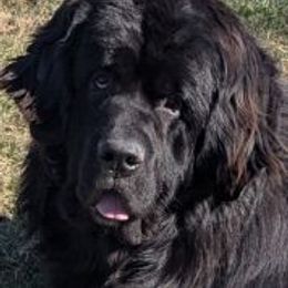 Arthur - Newfoundland