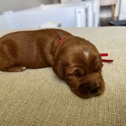 Mocha (red) Female - Red  female Goldendoodle puppy in Apopka, Florida from The Classic Doodle