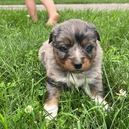 Girl 1 - Blue merle Australian Shepherd puppy in Michigan from RebelRiver Ranch-Australian Shepherds