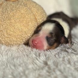 Figgy Pudding - Blue merle male Toy Australian Shepherd puppy in Quincy, Michigan from Ivy Meadows and Friends