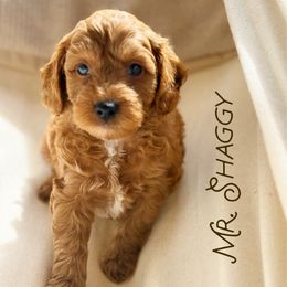 Mr. Shaggy - Red  male Goldendoodle puppy in Sacramento, California from Dandy Doodles Goldendoodles