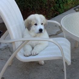 Great Pyrenees Puppies from Arnault Great Pyrenees