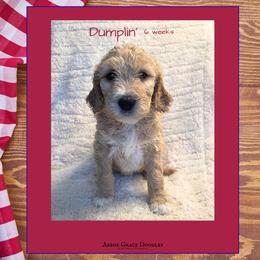 Dumplin' - Apricot female Goldendoodle puppy in North Conway, New Hampshire from Arbor Grace Doodles