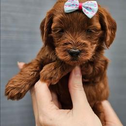 Autumn - Apricot female Goldendoodle puppy in Little Rock, Arkansas from Adorable Mini Doodles LLC