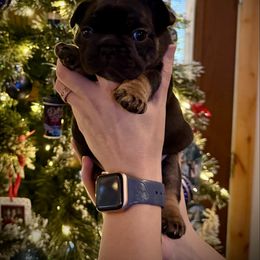 Clifford - Black and tan male French Bulldog puppy in Rochester, Washington from Frenchie Bulldog Kisses