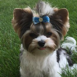 Biewer Terrier Puppies from Imperial BabyDoll Biewers