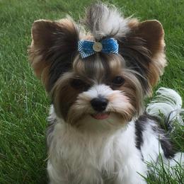 Biewer Terrier Puppies from Imperial BabyDoll Biewers