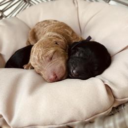 Bernedoodle and Goldendoodle Puppies from Dose of Doodles