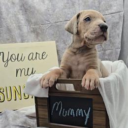 Mummy - Merle male Great Dane puppy in Caldwell, Idaho from Miner's Dynamic Danes