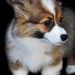 Pembroke Welsh Corgi Puppies from Fawn Ridge Farm