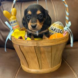 AKC 'Butch Cassidy' - Black and tan male Dachshund puppy in Joshua Tree, California from Desert Dreams Ranch
