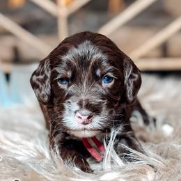 Rye - Chocolate male Australian Labradoodle puppy in Decatur, Alabama from Southern Meadows Doodles
