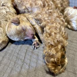 Cavapoo, Cockapoo, Goldendoodle, and Maltipoo Puppies from Perdue Puppies
