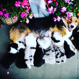 American Corgi and Pembroke Welsh Corgi Puppies from Elk Ridge Corgis