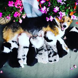 American Corgi and Pembroke Welsh Corgi Puppies from Elk Ridge Corgis