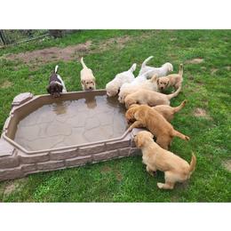 Goldendoodle and Labradoodle Puppies from Caldron Falls Doodles and Poodles
