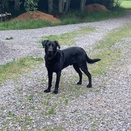 Ruger - Labrador Retriever
