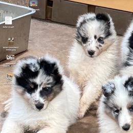Shetland Sheepdogs from Double Dare Shelties