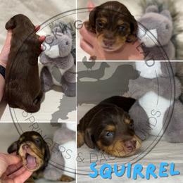 Squirrel - Chocolate and tan male Dachshund puppy in Fond Du Lac, Wisconsin from Clucking Homestead Springers & Dachshunds