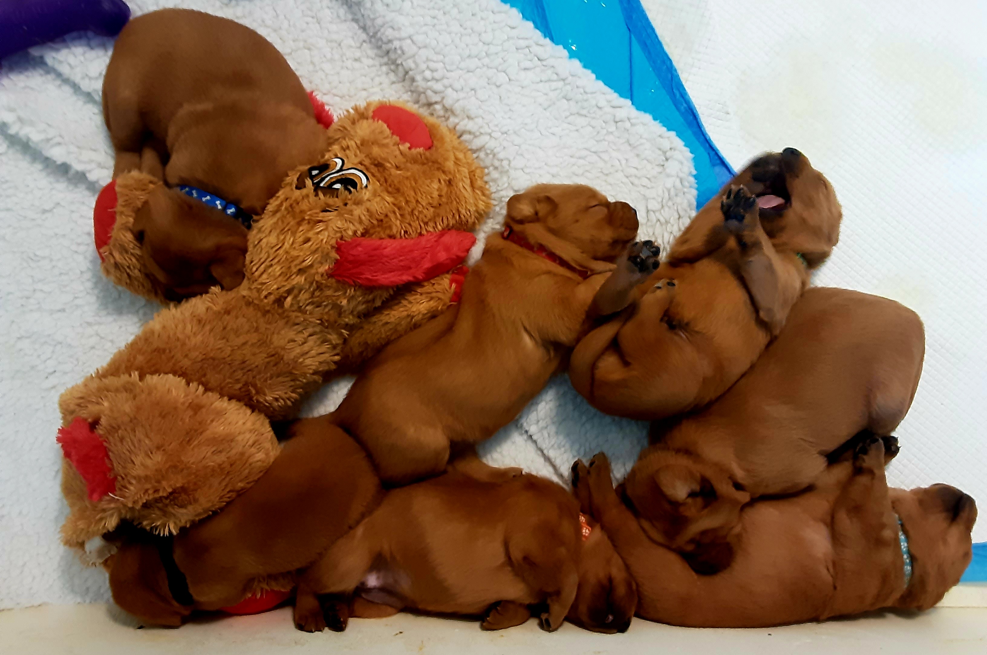 Labrador Retriever puppies from Hidden River Retrievers