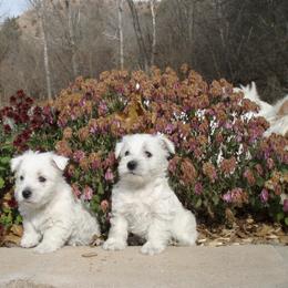 West Highland White Terriers from C&C Westies