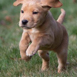 Labrador Retriever Puppies from Sun Ridge Labradors