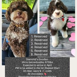 Bernedoodle puppies from Diamond's Doodles