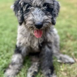 Jupiter - Merle male Labradoodle puppy in Kingston, Georgia from CC Familydoodles