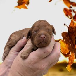 Hickory - Red male Cavapoo puppy in Coshocton, Ohio from Forever Family Puppies