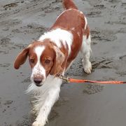 Welsh Springer Spaniels from BriarRose English and Welsh Springers