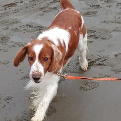 Welsh Springer Spaniels from BriarRose English and Welsh Springers