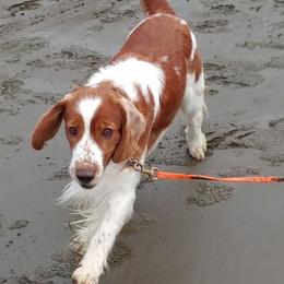 Welsh Springer Spaniels from BriarRose English and Welsh Springers
